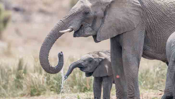 south africa kruger national park