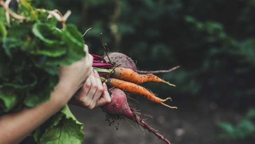 vegetable garden