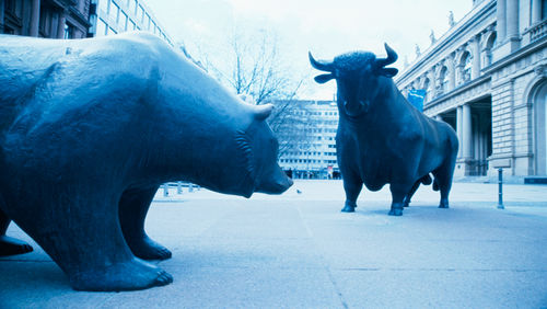Bull and bear