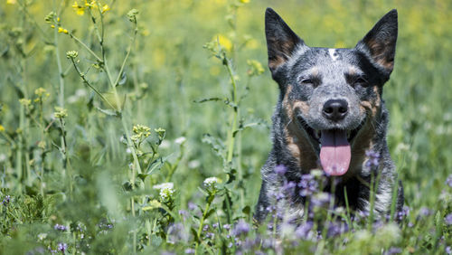 greencross cattle dog investing asx hot stock shares stocks