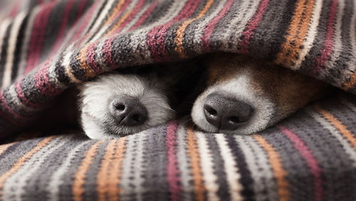 Pet insurance