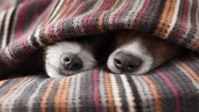 Pet insurance