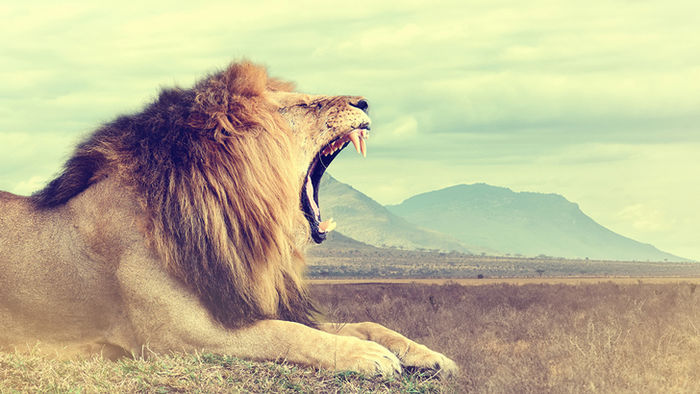 africa
