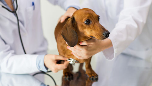 pet insurance pets dogs cats