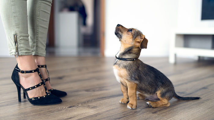 pets animals tenants rental properties