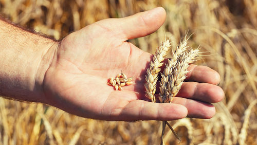 nufarm wheat