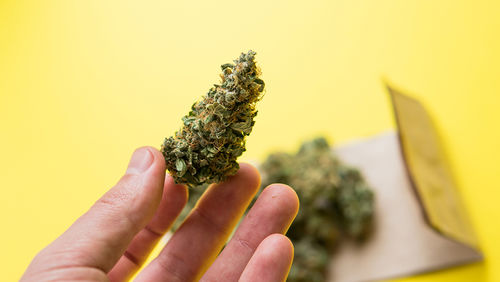 cannabis stocks medical marijuana