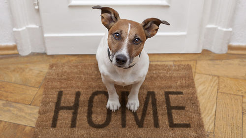 renting with a pet