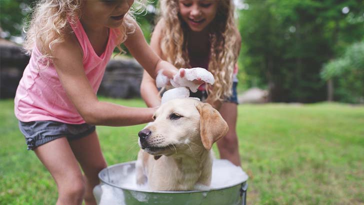pocket money predicament dilemma pay kids for chores