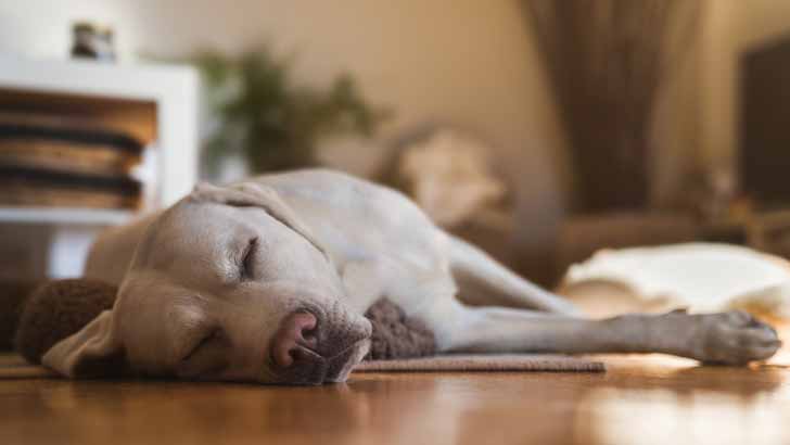 how to pet proof your rental property
