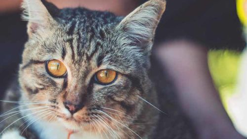 how to include your pets in your will