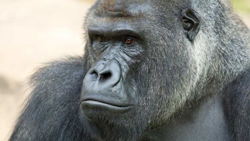 psychology of spending over-spending ape