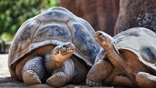 travel galapagos islands