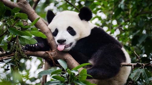 visit china travel china's