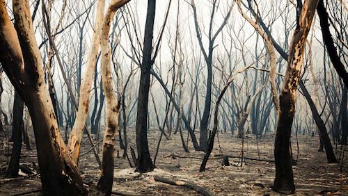esg bushfires