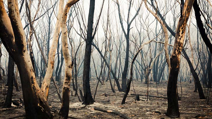 esg bushfires