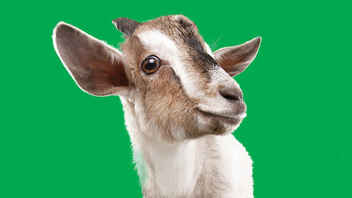 is a charity goat for christmas a tax deduction