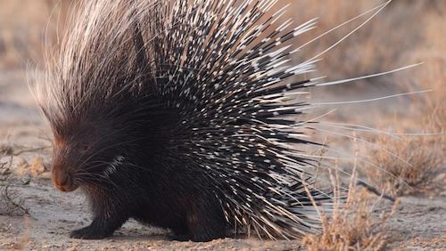 investing advice tips porcupine money readers