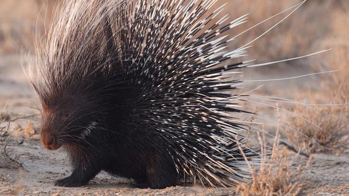 investing advice tips porcupine money readers