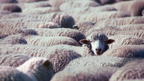 what coronavirus teaches us about herd mentality