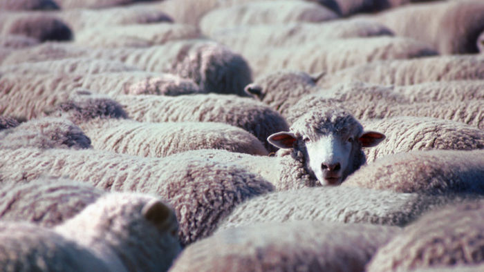 what coronavirus teaches us about herd mentality