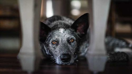 why landlords should let tenants have pets