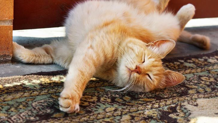 pet insurance cats