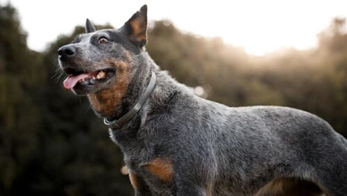 is pet insurance worth it