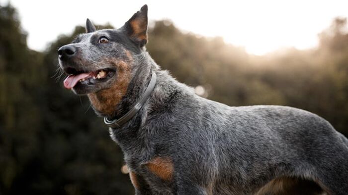 is pet insurance worth it