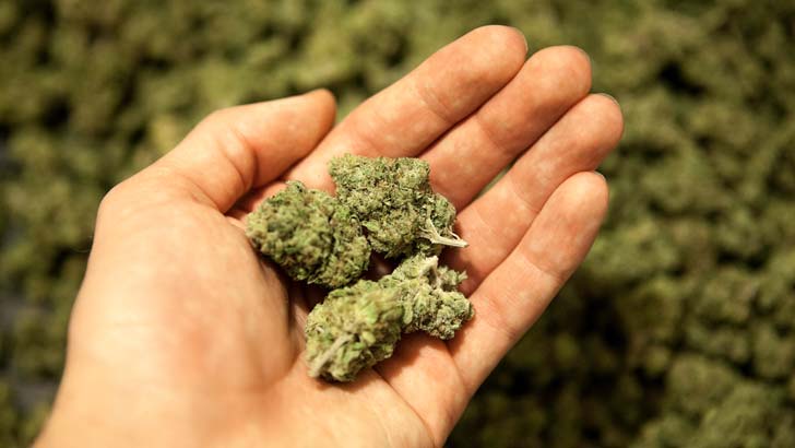 best and worst cannabis stocks to buy