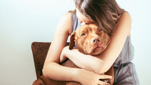 pet custody dispute who gets the dog in a divorce