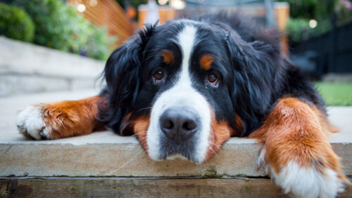 how to lower your pets vet bills