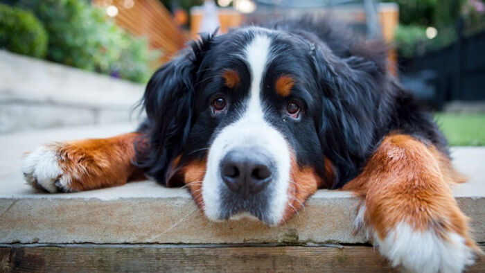 how to lower your pets vet bills
