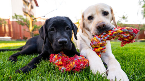 aussies are spending more on pets than ever