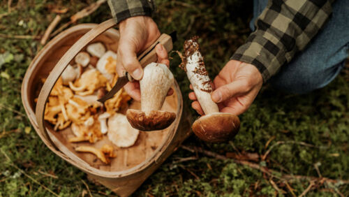 How to save on your grocery bill by foraging