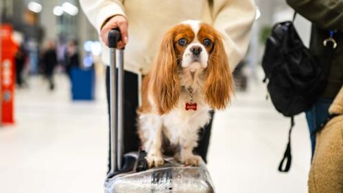 the new way to fly with your pet in australia on virgin australia's pet friendly flights