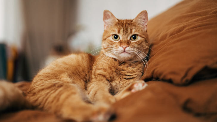 pet insurance premiums on the rise