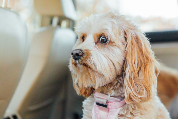 a cavoodle looking sheepish in the car