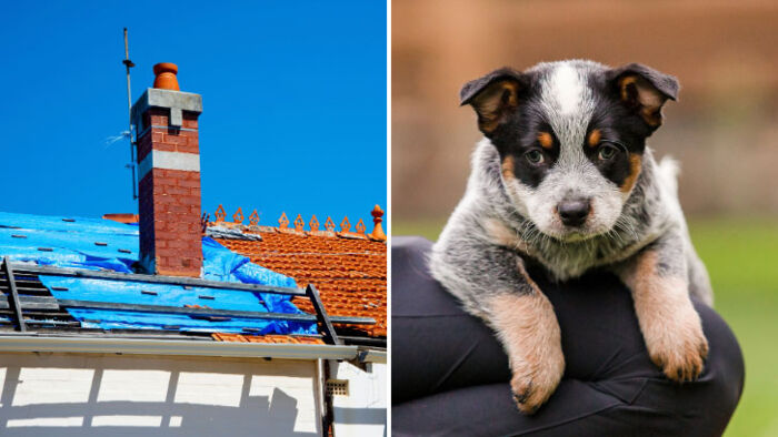 side by side image of a roof under repair, and a blue heeler puppy